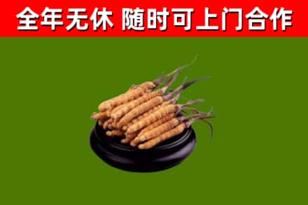岱山回收散虫草
