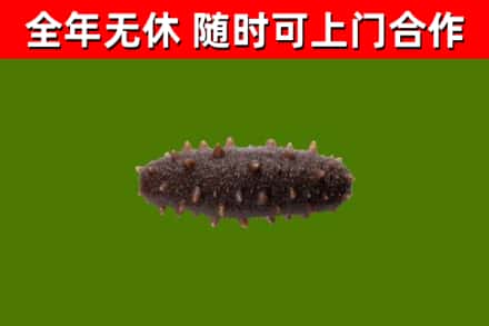 岱山回收海参干